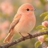peachysongbird